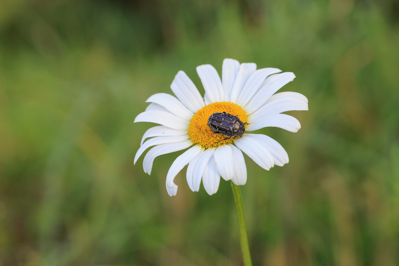 Wiesenmargerite [Leucanthemum ircutianum] mit Besuch