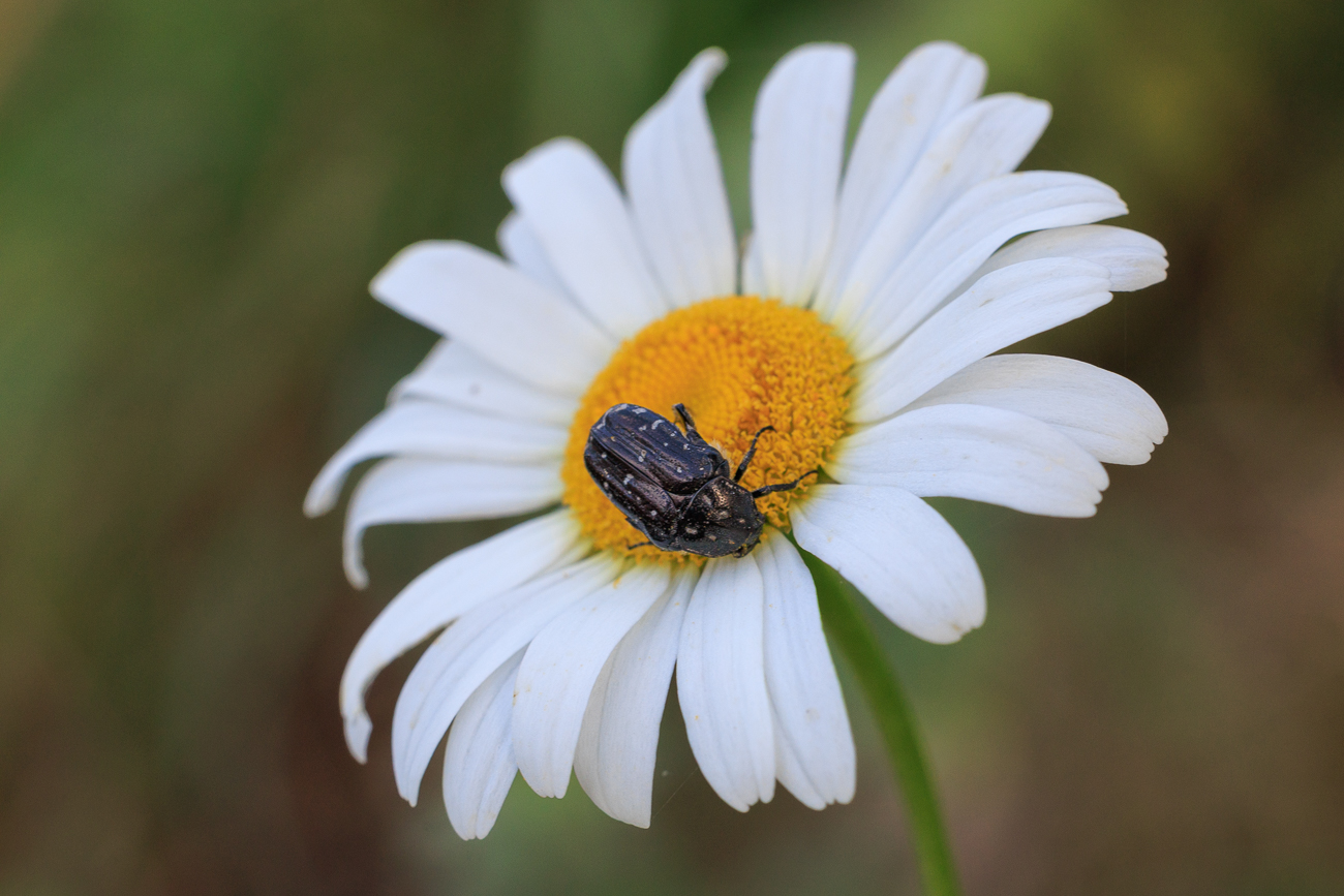 Wiesenmargerite [Leucanthemum ircutianum] mit Besuch