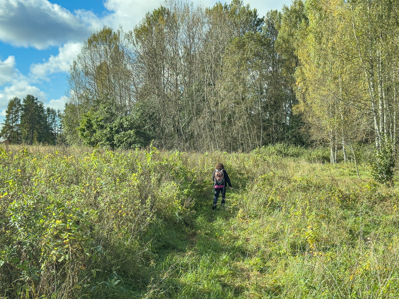 Weg durch hohes Gras