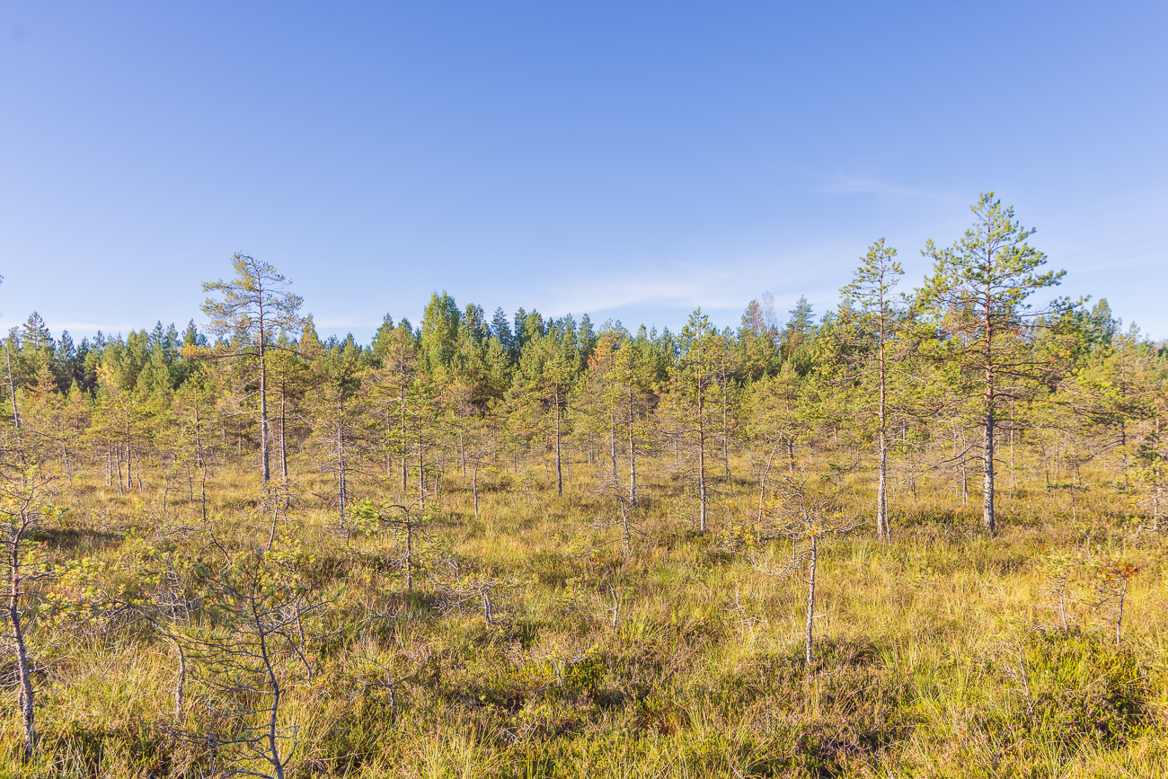 Moorlandschaft