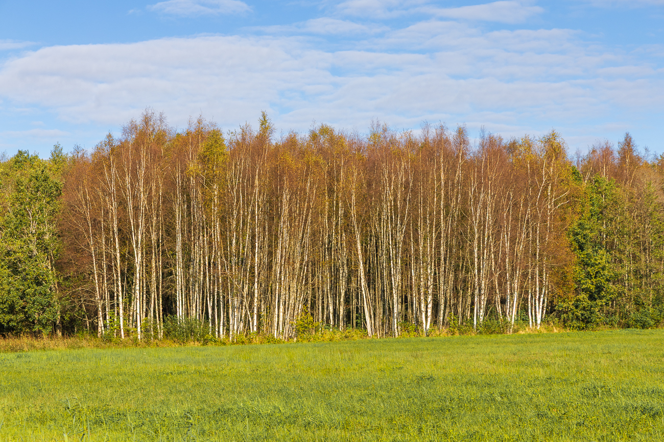 Herbstlich gefärbte Birken