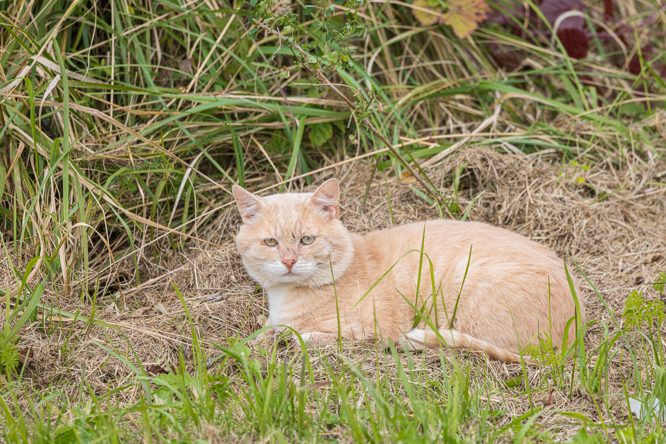 D&ouml;sende Katze
