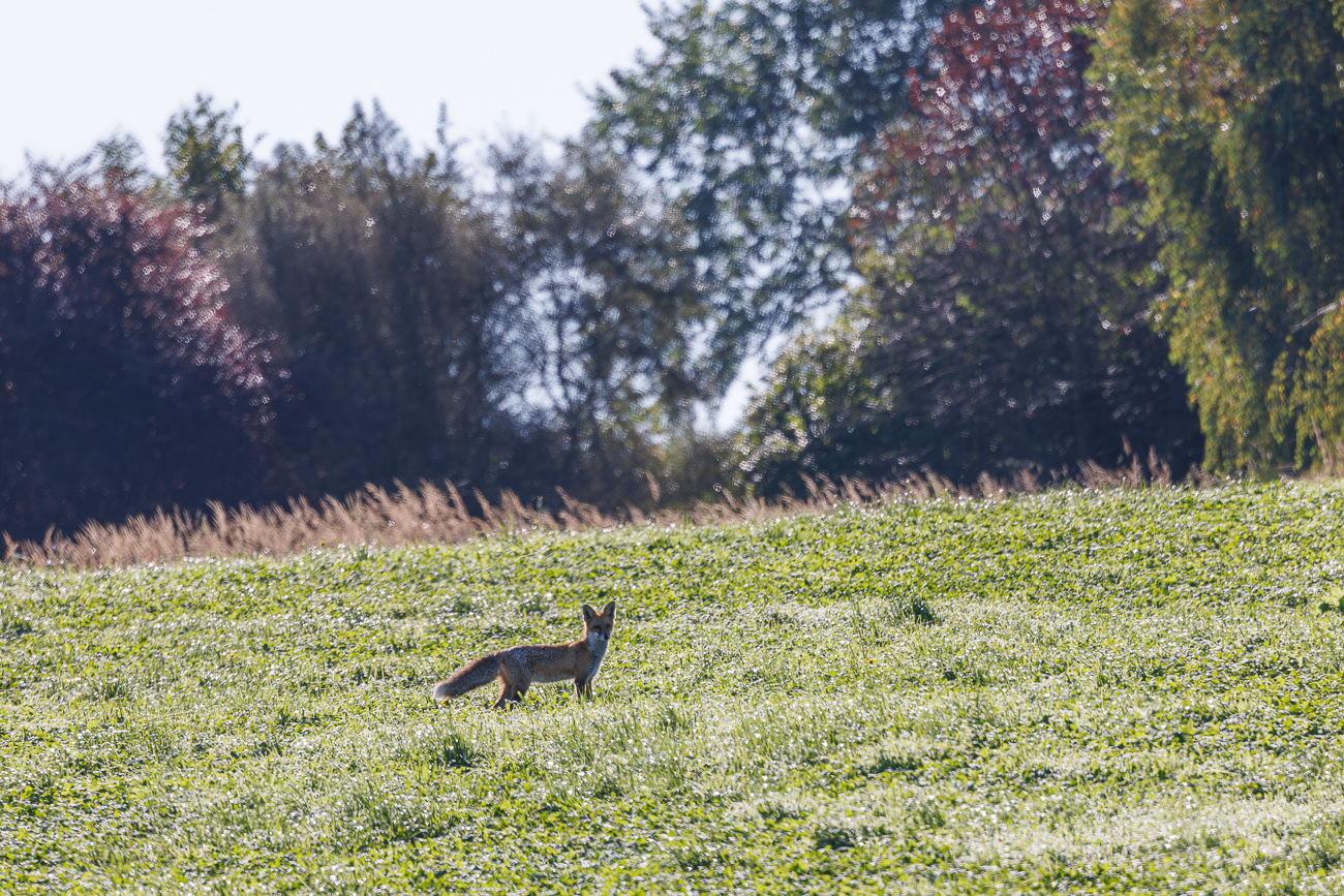 Unterwegs treffen wir auf einen Rotfuchs [Vulpes vulpes]