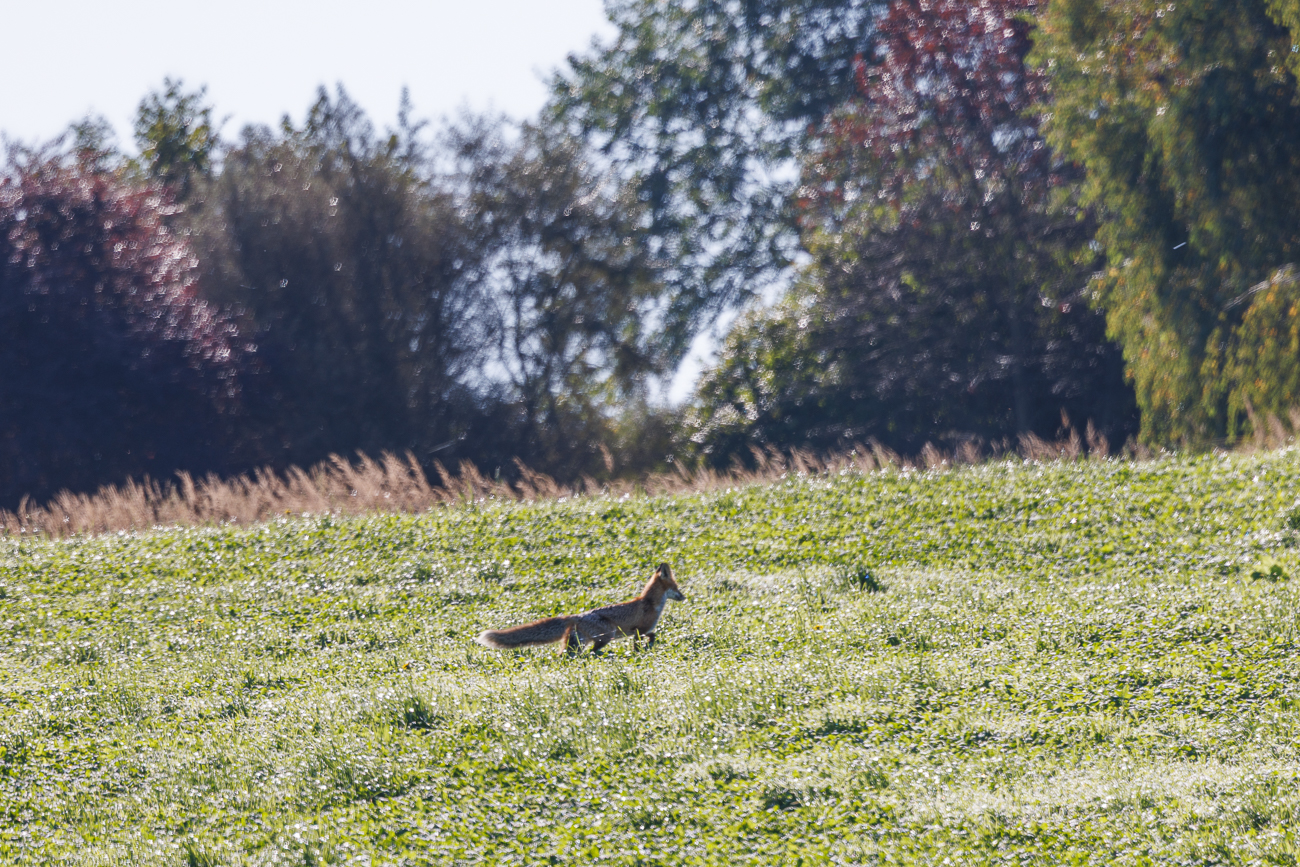 Auf Futtersuche streift er &uuml;ber das Feld ...