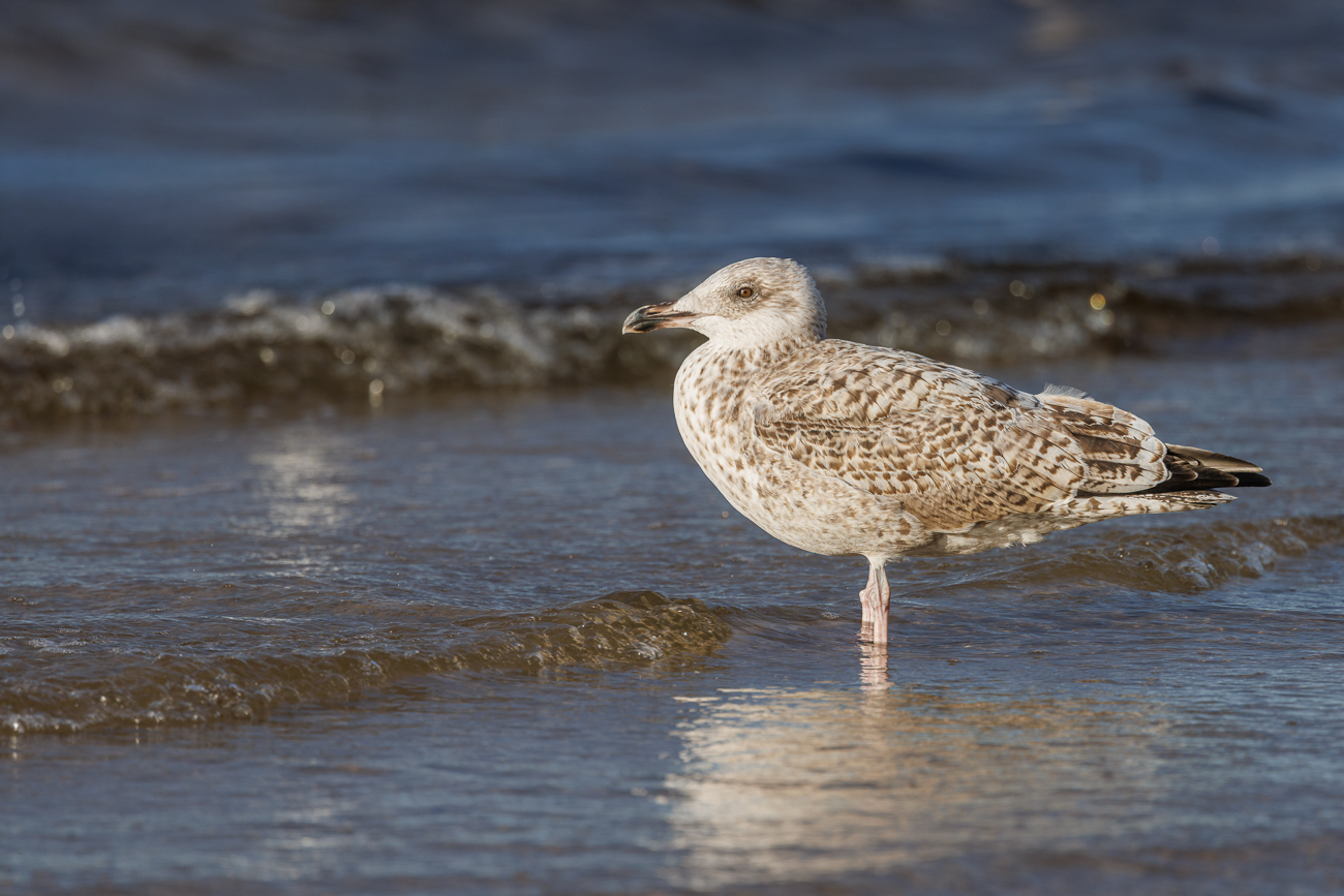 Diesjährige Heringsmöwe [Ichthyaetus melanocephalus]