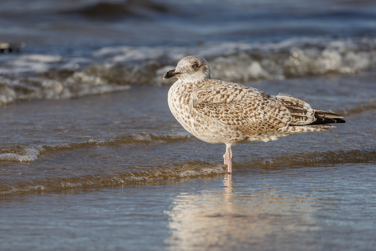 Diesjährige Heringsmöwe [Ichthyaetus melanocephalus]