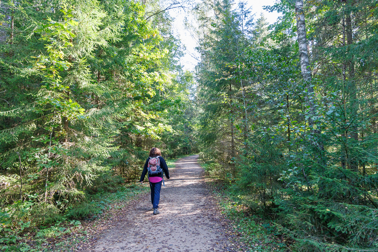 Waldweg zum Ufer der Gauja