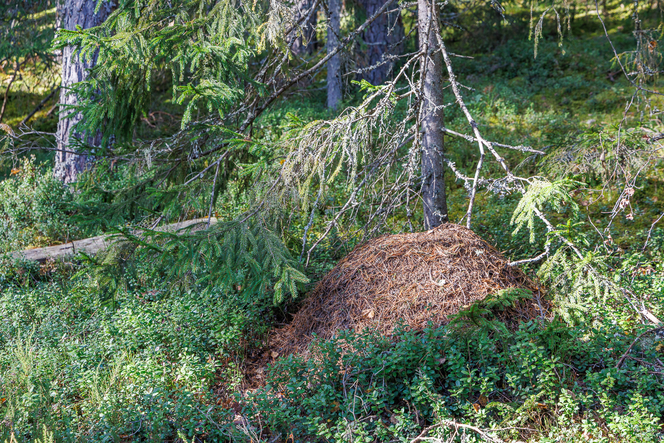 Im Wald gibt es zahlreiche Ameisenhaufen