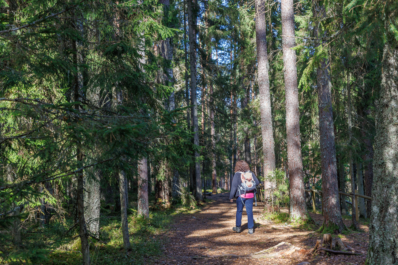 Rückweg durch den Wald