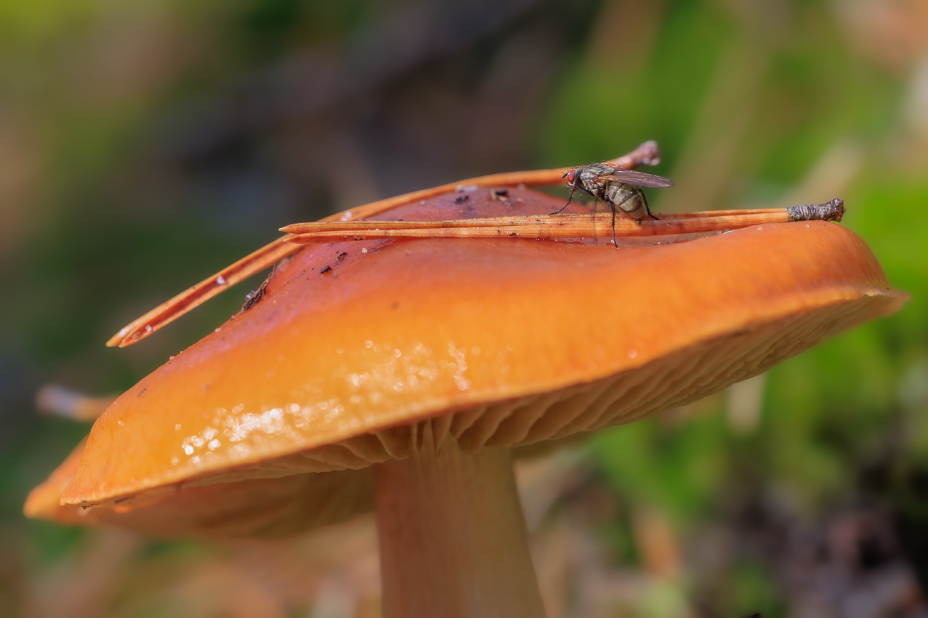Pilz mit Fliege