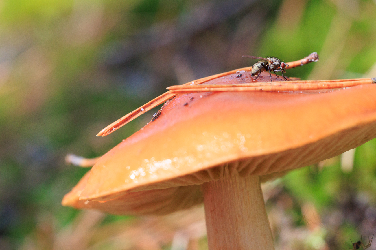 Pilz mit Fliege