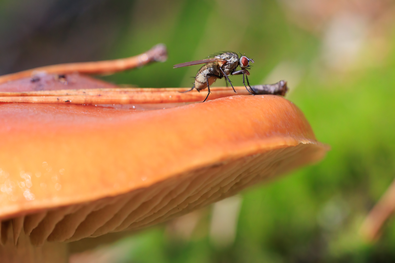 Pilz mit Fliege