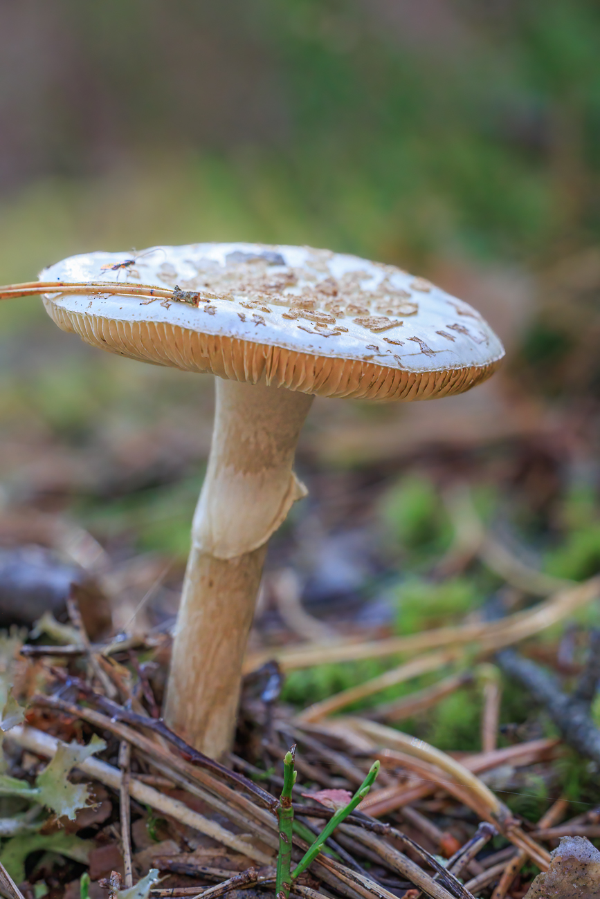 Pilz ohne Fliege ;-)