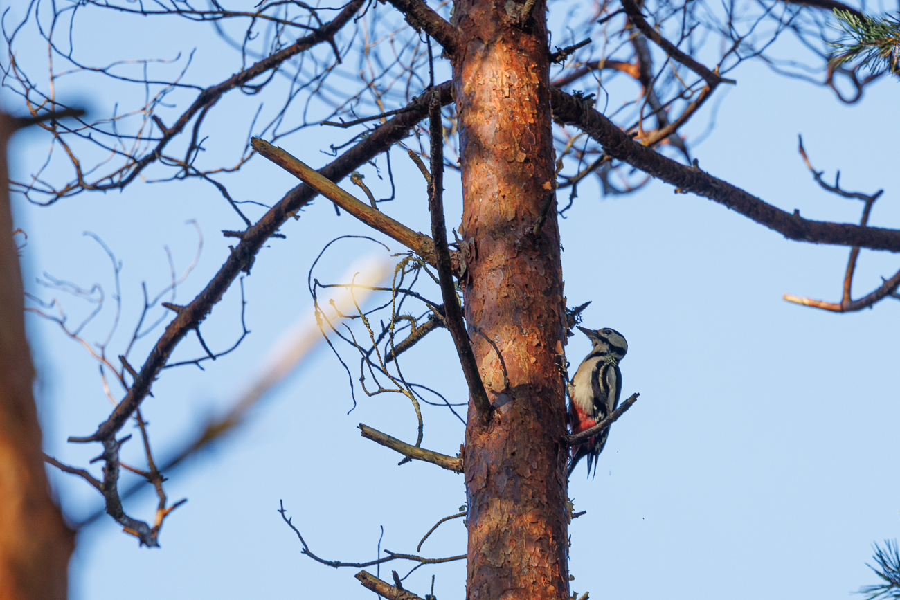 Ein Buntspecht [Dendrocopos major] ...