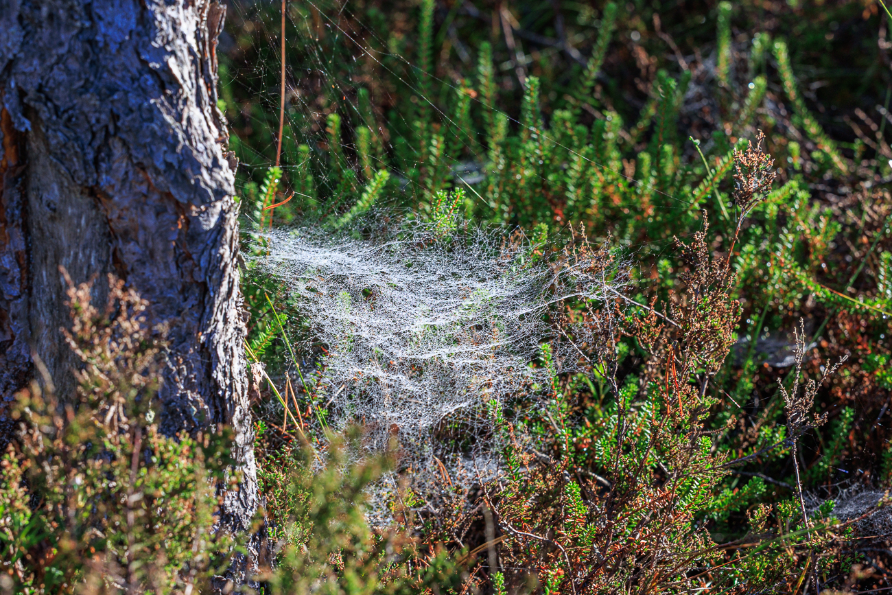 Netz der Baldachinspinne