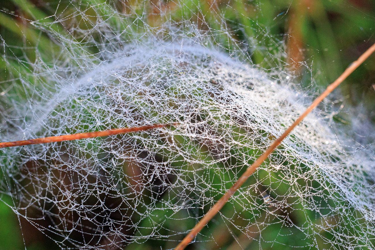 Netz der Baldachinspinne
