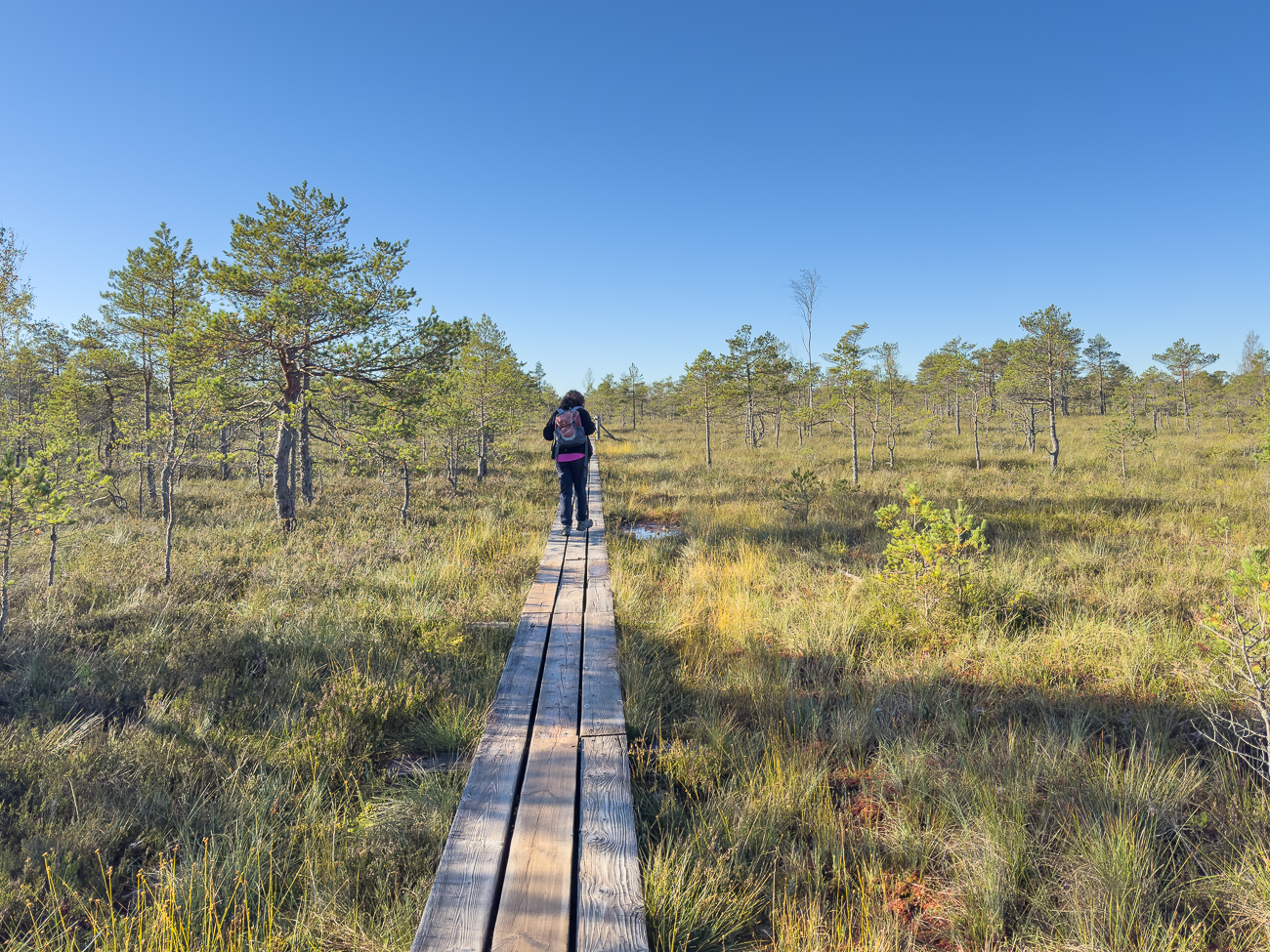 Auf Holzplanken geht es durch das Moor