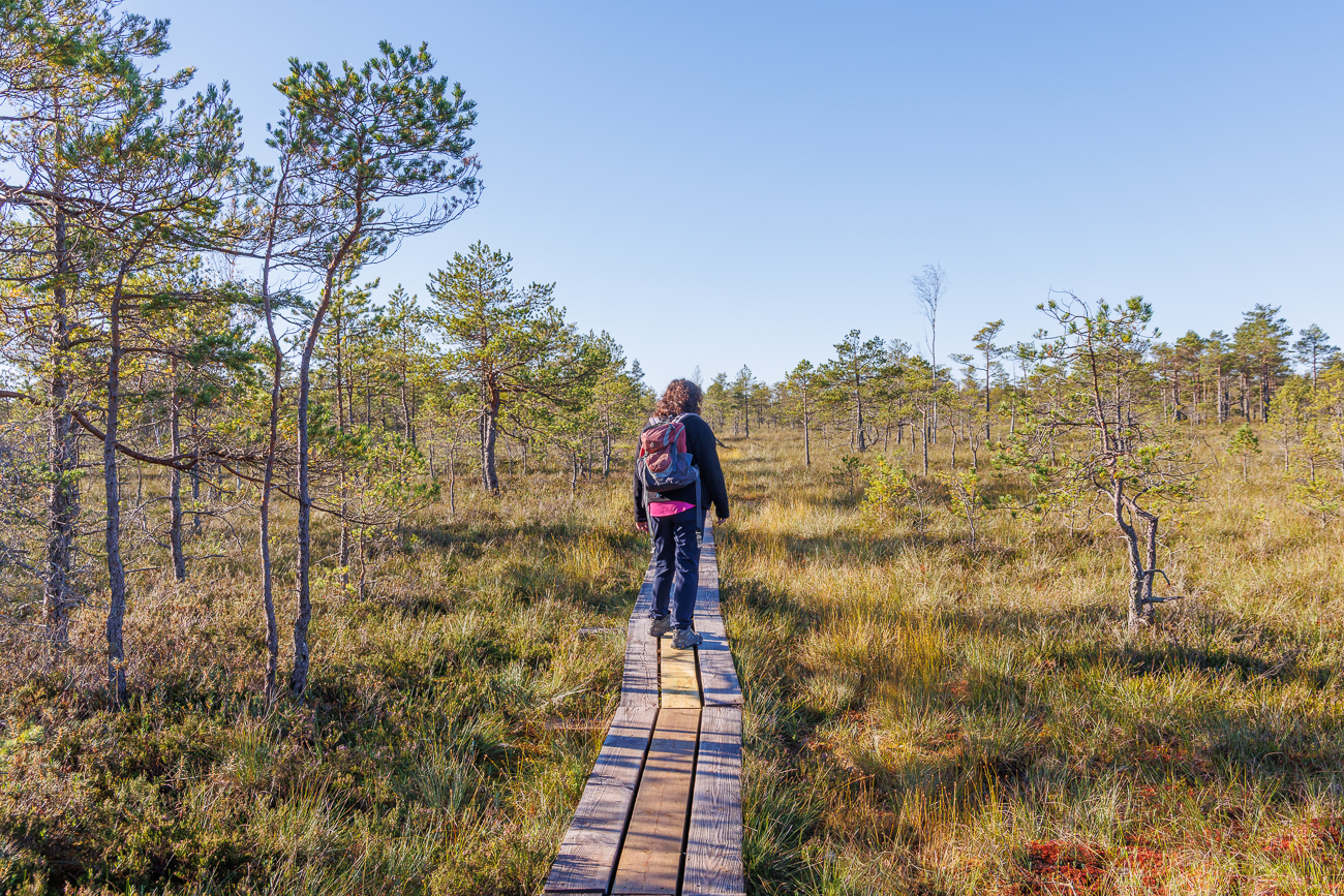 Auf Holzplanken geht es durch das Moor