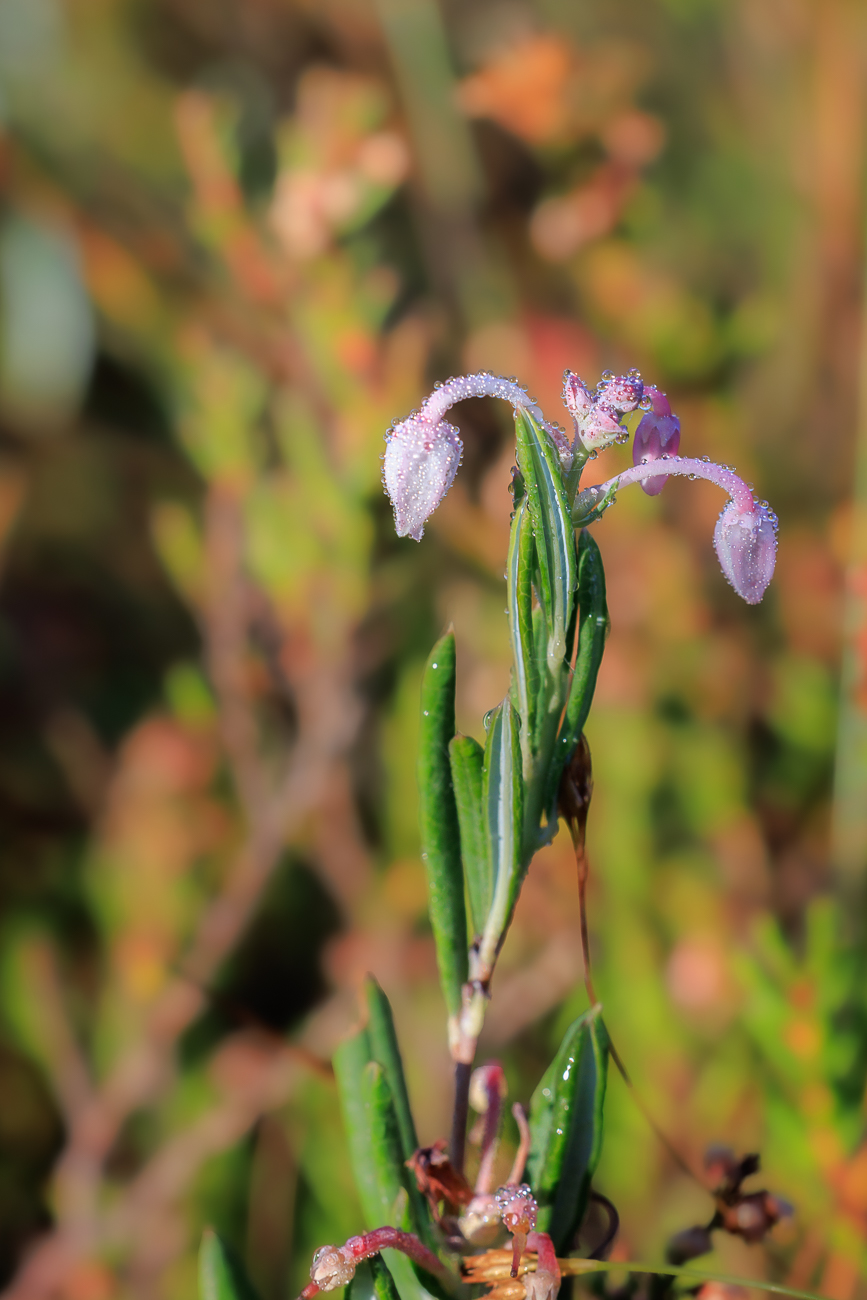 Rosmarinheide [Andromeda polifolia]