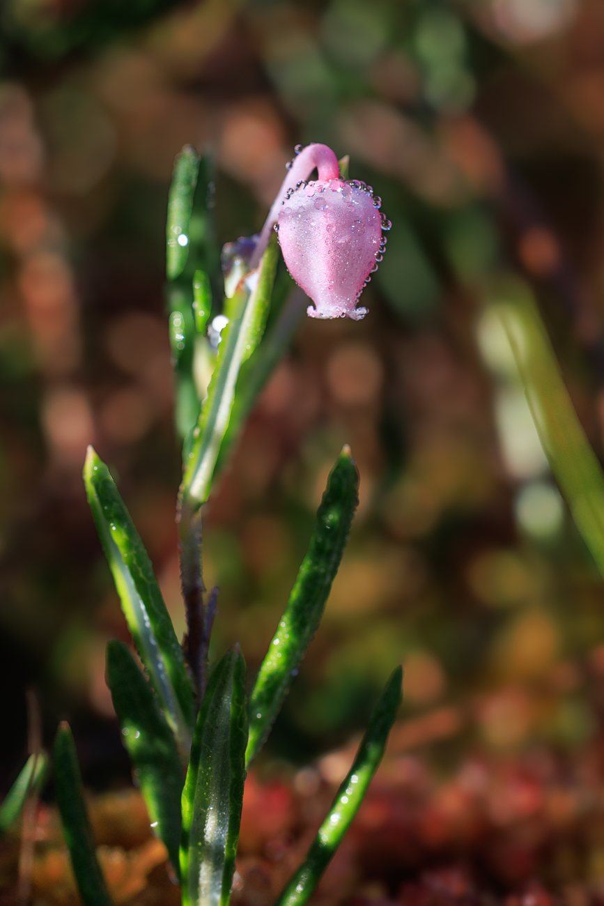 Rosmarinheide [Andromeda polifolia]