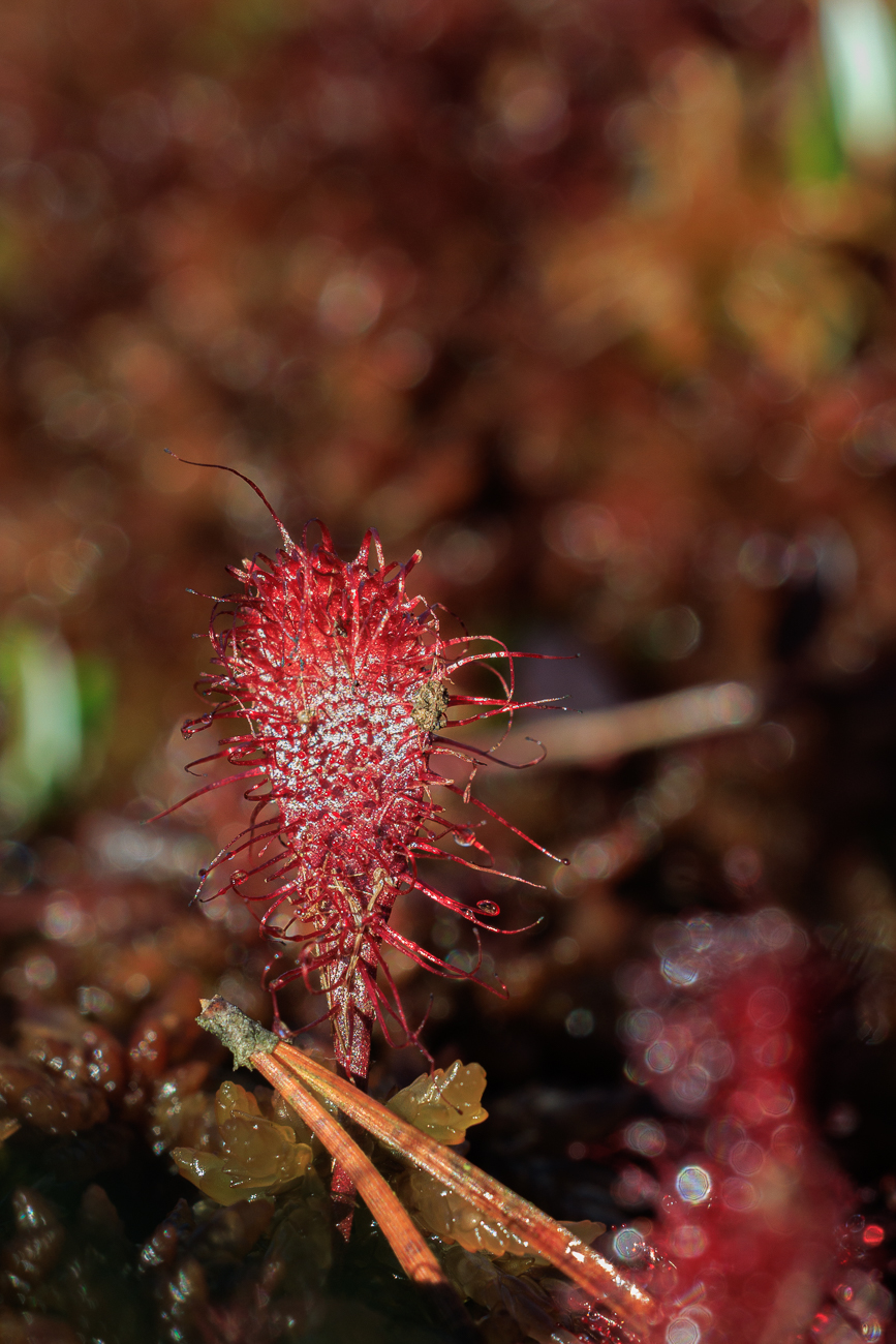 Rundbl&auml;ttriger Sonnentau [Drosera rotundifolia]