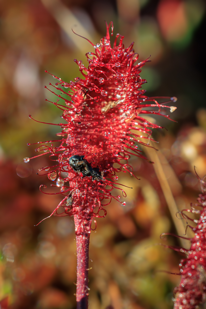 Rundbl&auml;ttriger Sonnentau [Drosera rotundifolia] mit halbverdautem Opfer
