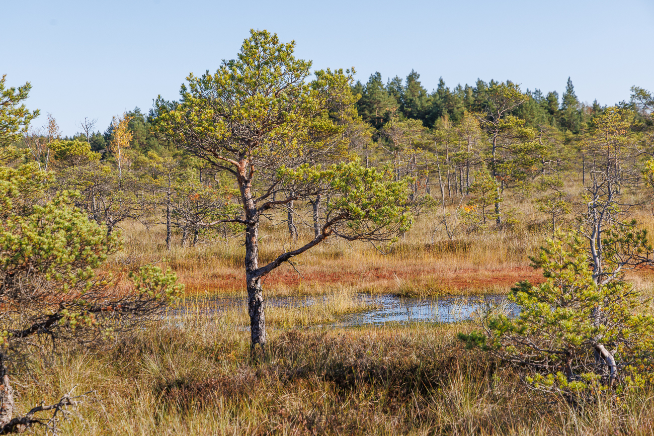 Waldkiefern in den trockeneren Bereichen des Moors