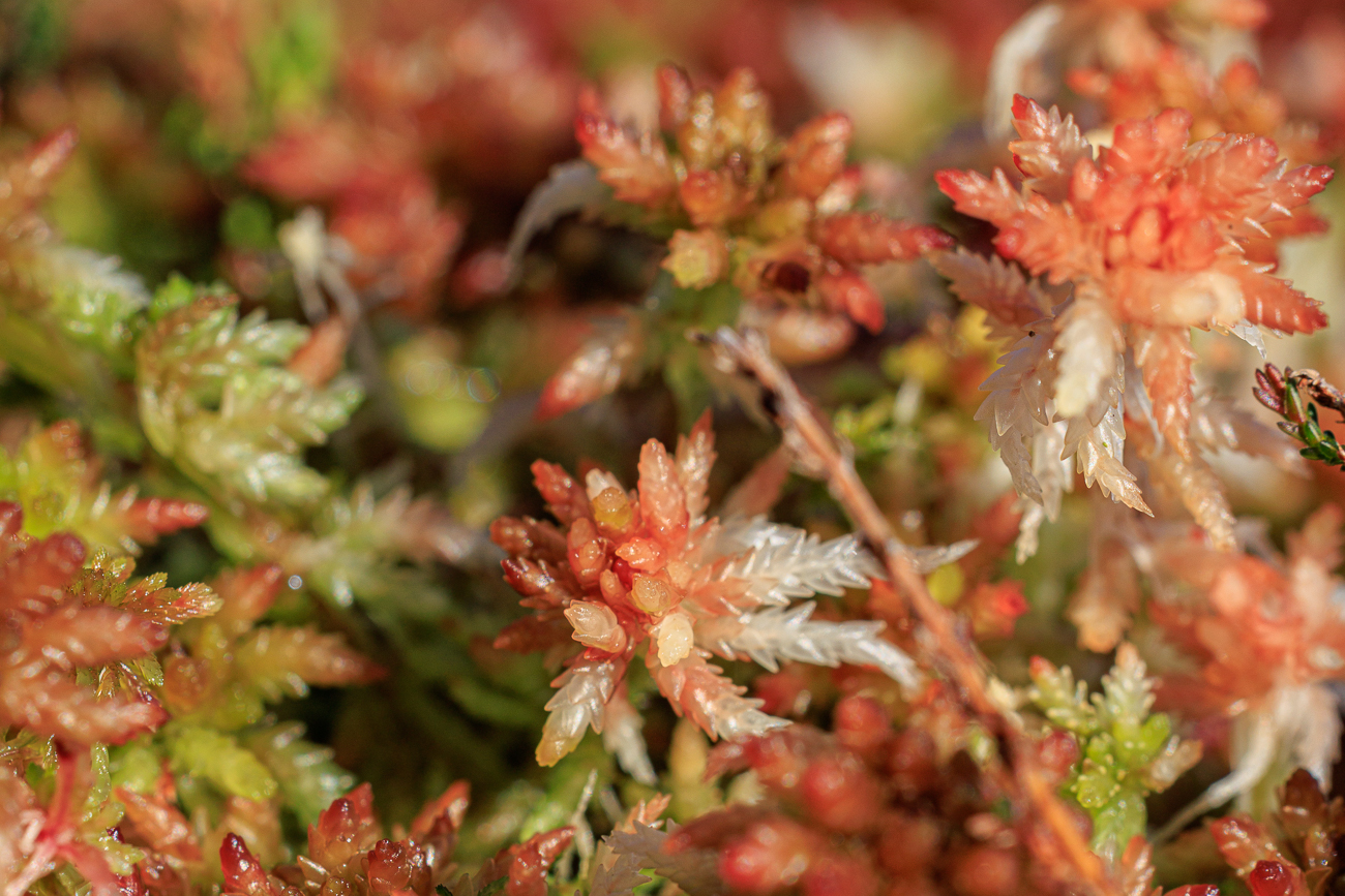 R&ouml;tliches Torfmoos [Sphagnum rubellum]