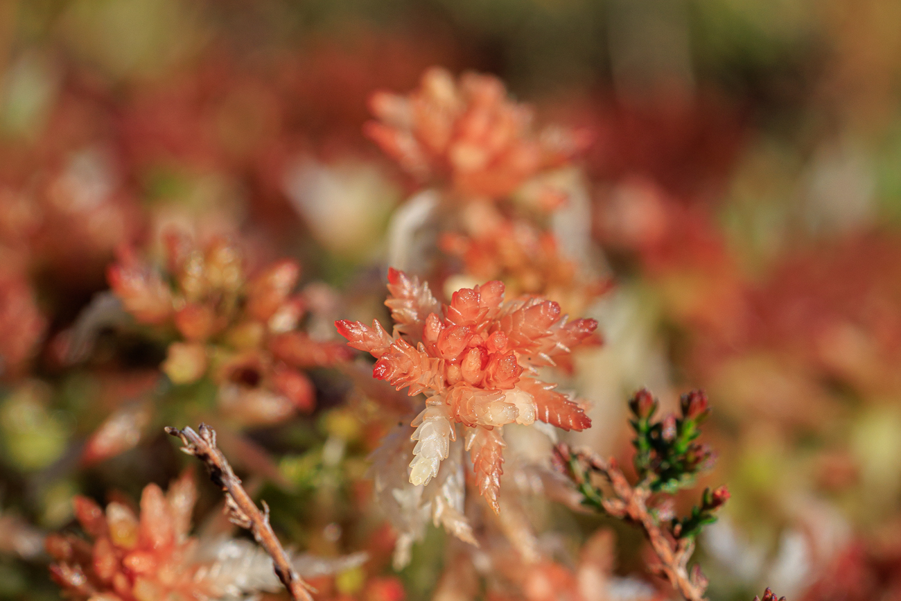 R&ouml;tliches Torfmoos [Sphagnum rubellum]