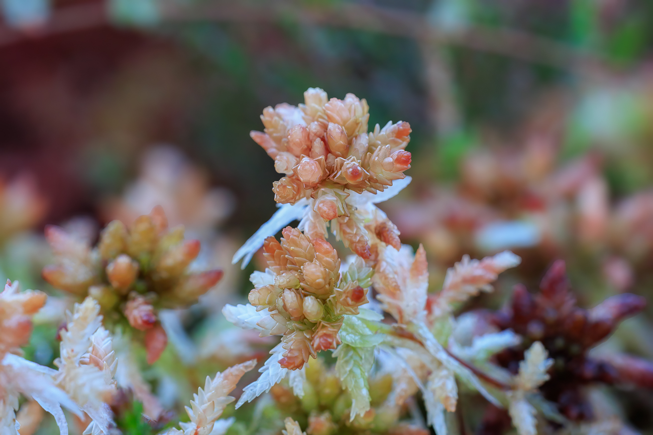 R&ouml;tliches Torfmoos [Sphagnum rubellum]
