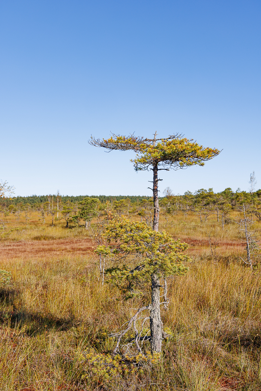 Waldkiefer im Moor