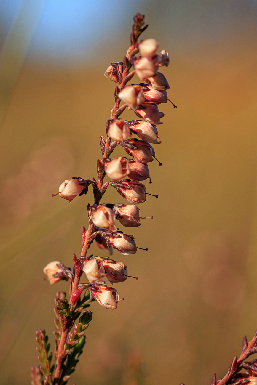 Heidekraut [Calluna vulgaris]