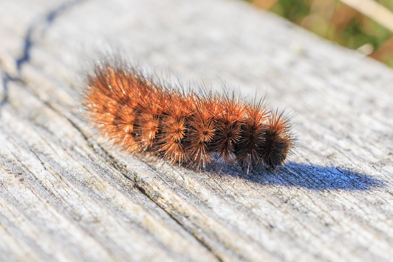 Vermutlich Raupe eines Zimtb&auml;rs [Phragmatobia fuliginosa]