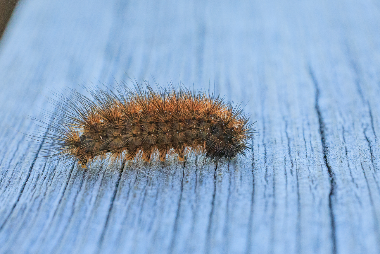 Vermutlich Raupe eines Zimtb&auml;rs [Phragmatobia fuliginosa]