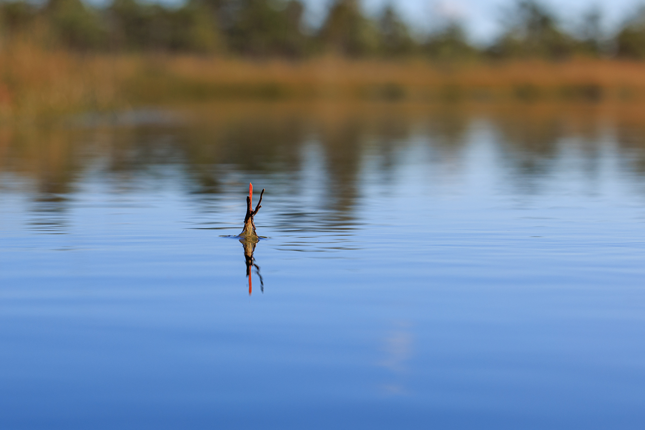 Wasserpflanze, sieht aus wie der Schwimmer einer Angel ;-)