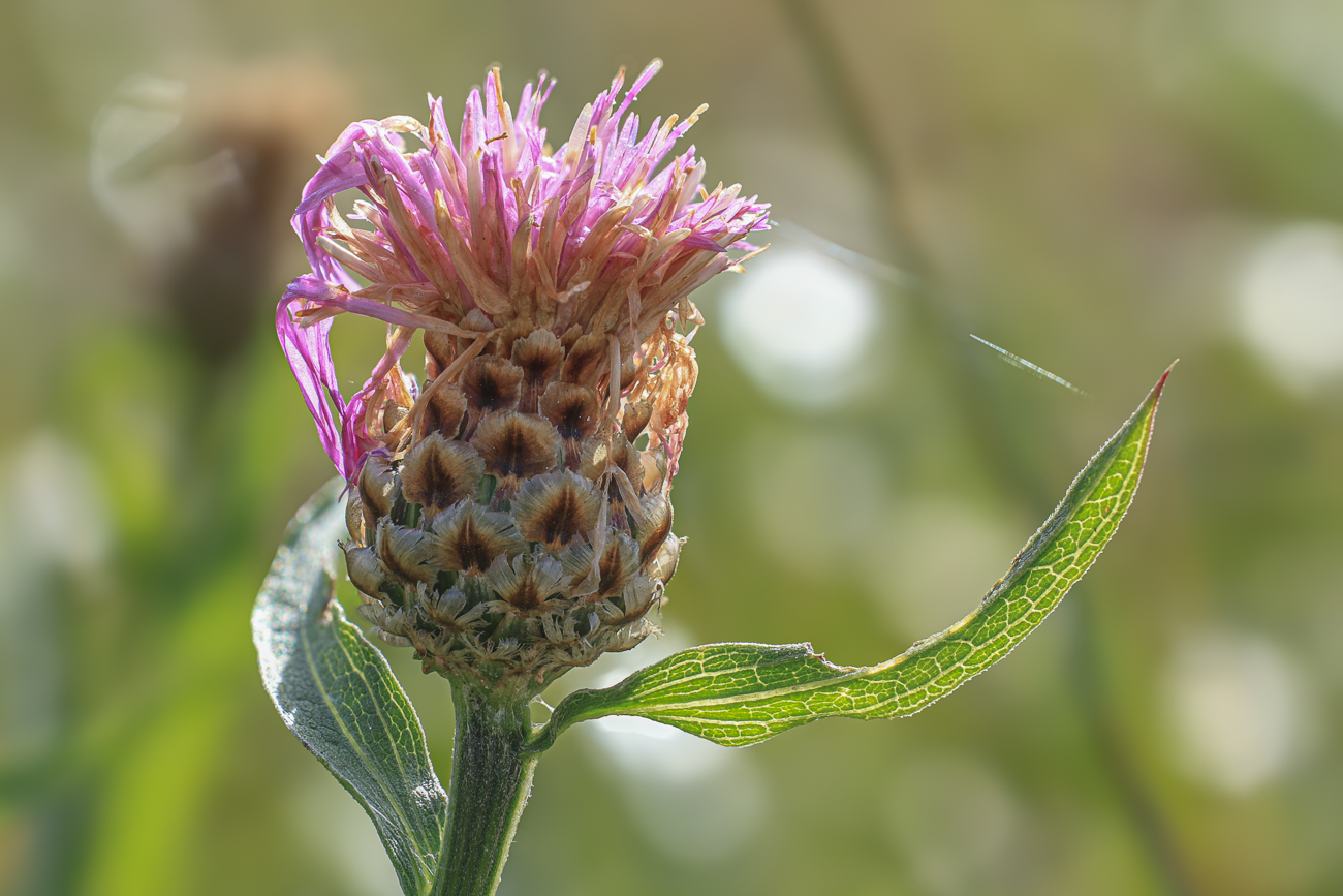 ... &uuml;berbr&uuml;cken wir die Zeit mit fotografieren von Blumen: Wiesen-Witwenblume [Knautia arvensis]