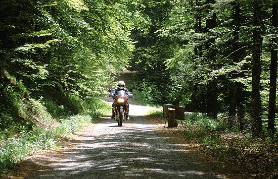 Auf der "gefährlichen Straße" geht es durch den Wald