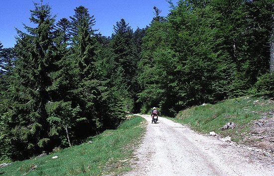 ... und wieder auf Waldwegen unterwegs