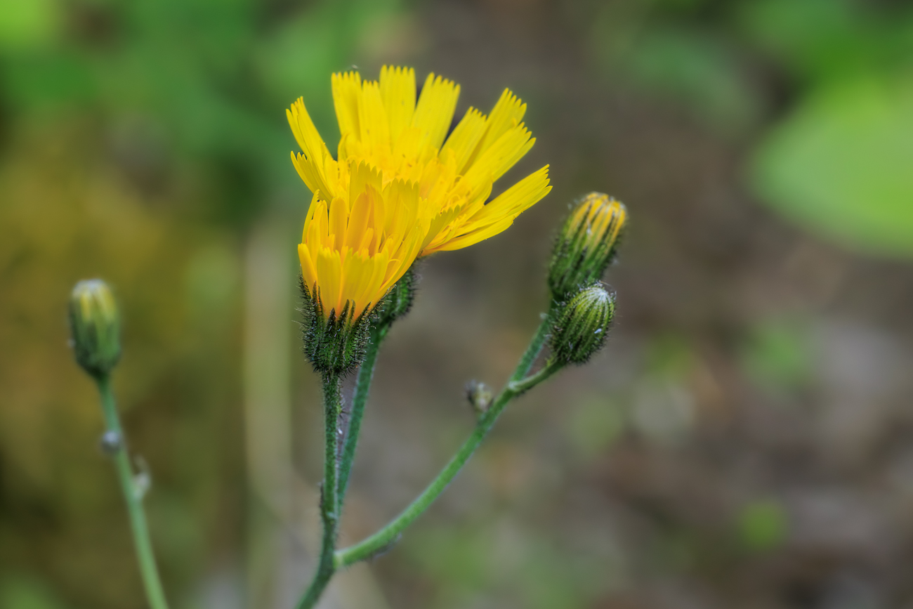 Wald-Habichtskraut [Hieracium murorum]