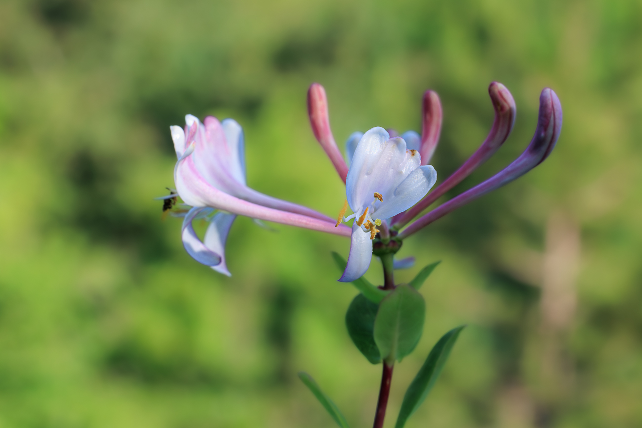 Etruskisches Gei&szlig;blatt [Lonicera etrusca Santi]