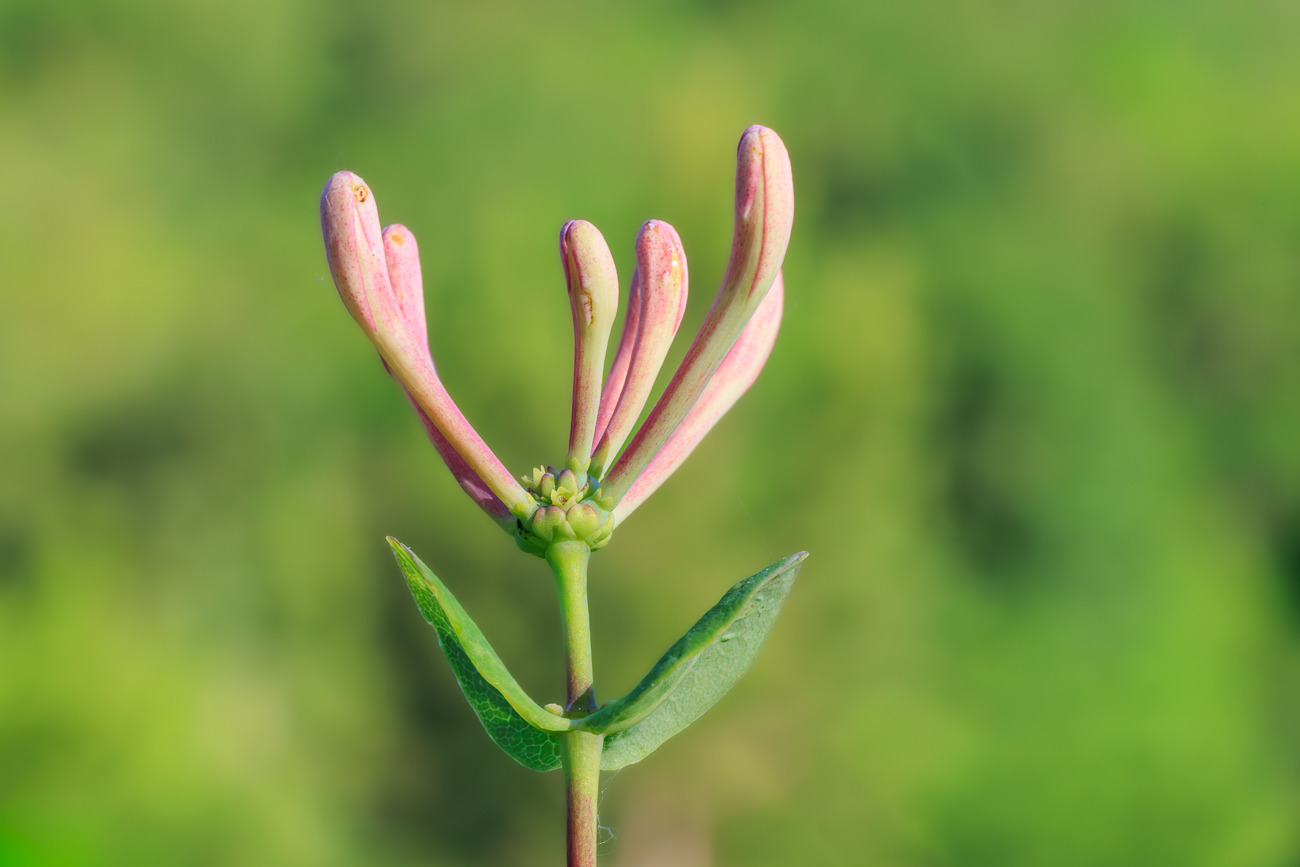 Etruskisches Gei&szlig;blatt [Lonicera etrusca Santi]
