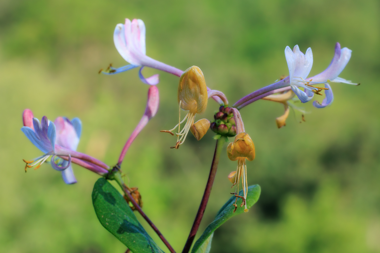 Etruskisches Gei&szlig;blatt [Lonicera etrusca Santi]