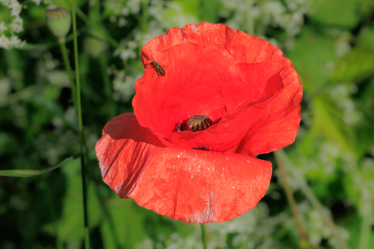 Falscher Orient Mohn [Papaver setiferum Goldblatt]