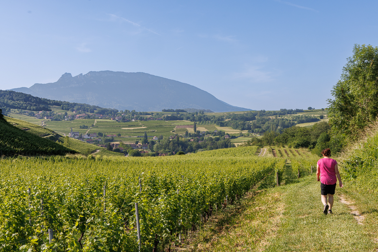 Durch die Weinberge nach Jongieux Le Haut