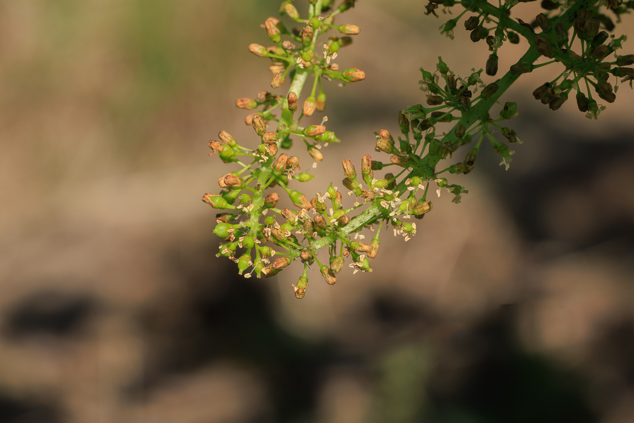 Weinrebe [Vitis vinifera L.] Es dauert noch, bis die Trauben gewachsen sind