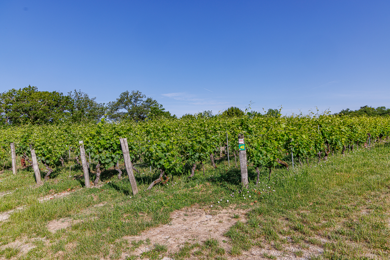 Weinberg bei Jongieux