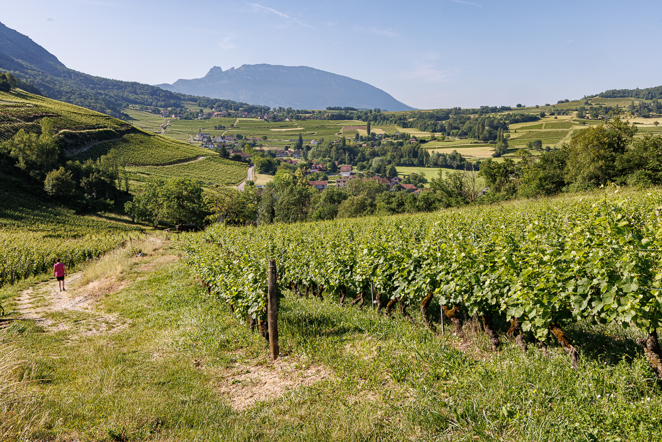 Weiter durch die Weinberge nach Jongieux Le Haut