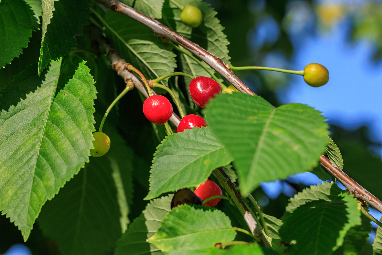 Sauerkirschen [Prunus cerasus L.]