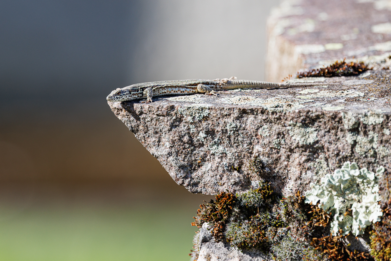 Mauereidechse [Podarcis muralis]