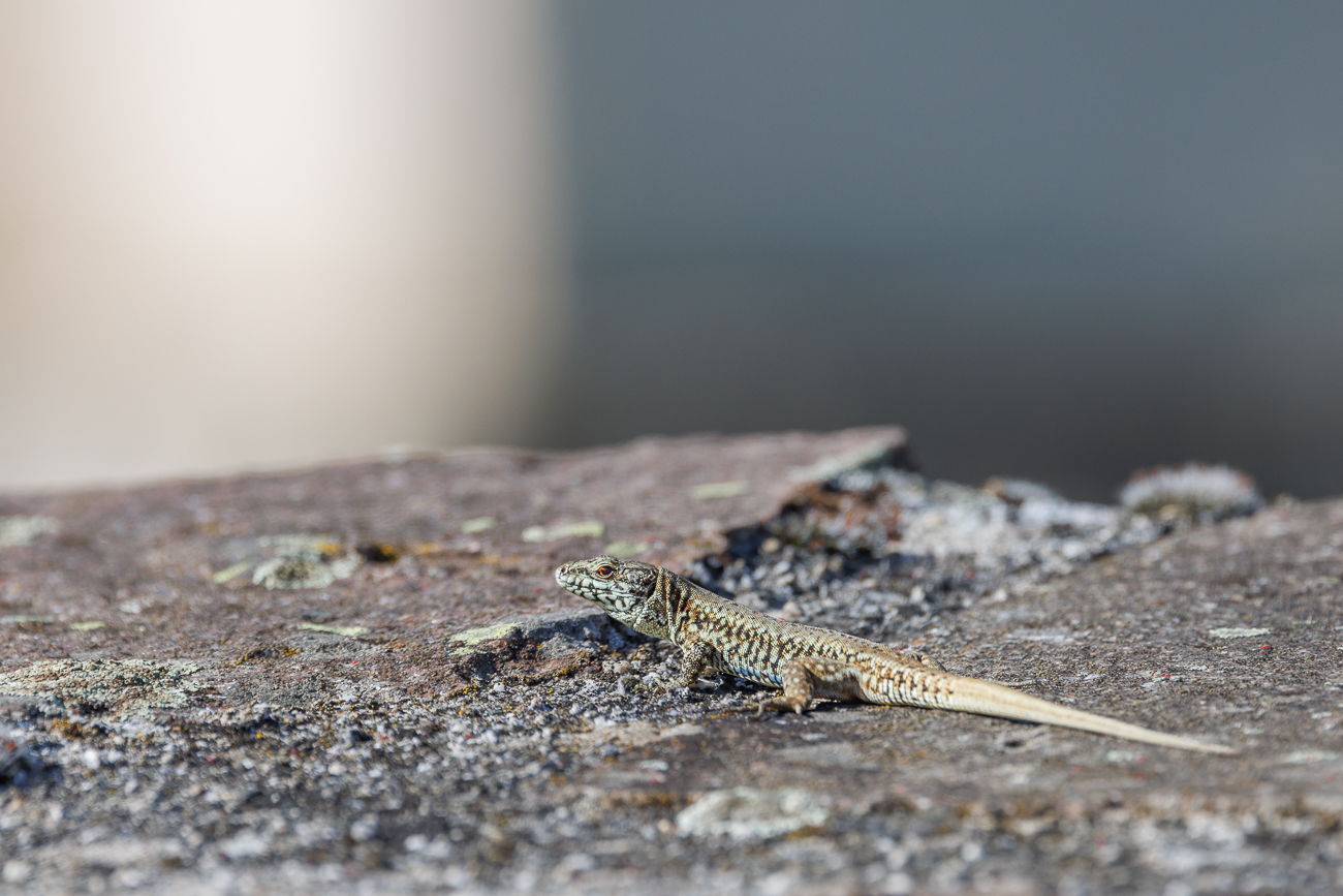 Mauereidechse [Podarcis muralis]